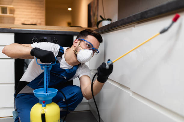 Best Wasp Removal Services  in Preston Heights, IL