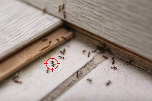 Best Spider Control Near Me  in Preston Heights, IL