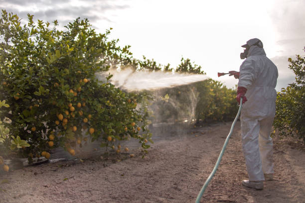 Best Pest Removal Services  in Preston Heights, IL