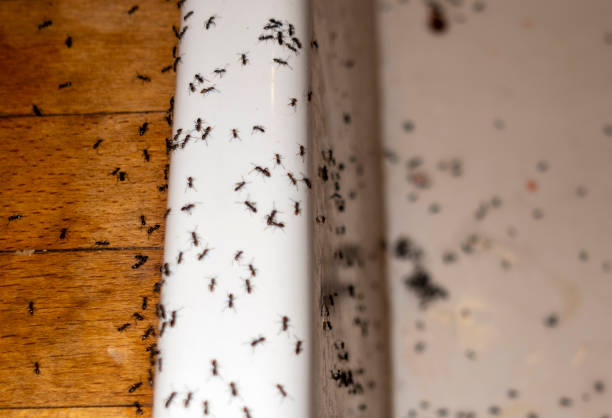 Best Mosquito Control Services  in Preston Heights, IL