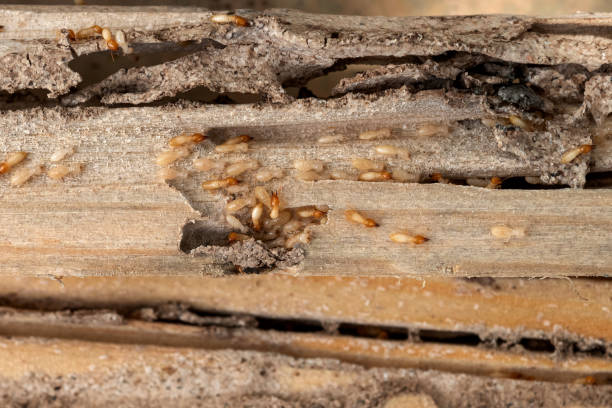 Best Affordable Pest Control Services  in Preston Heights, IL