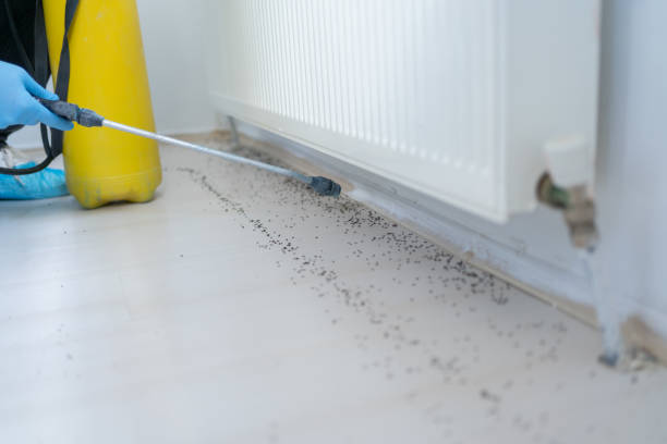 Best Cockroach Control Services  in Preston Heights, IL